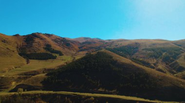 Avrupa 'da güzel renkli yoğun orman