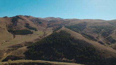 Avrupa 'da güzel renkli yoğun orman