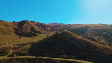Avrupa 'da güzel renkli yoğun orman