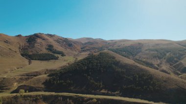 Avrupa 'da güzel renkli yoğun orman
