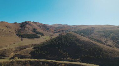 Avrupa 'da güzel renkli yoğun orman