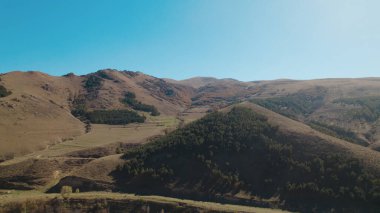 Avrupa 'da güzel renkli yoğun orman