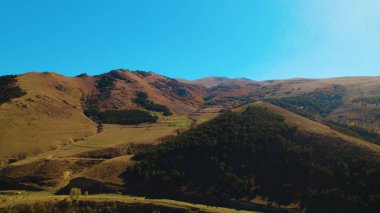 Avrupa 'da güzel renkli yoğun orman