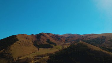 Avrupa 'da güzel renkli yoğun orman