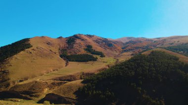 Avrupa 'da güzel renkli yoğun orman
