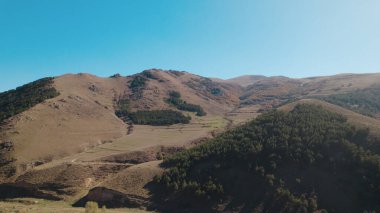 Avrupa 'da güzel renkli yoğun orman