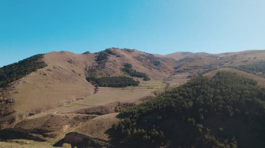 Avrupa 'da güzel renkli yoğun orman
