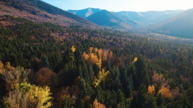 Avrupa 'da güzel renkli yoğun orman