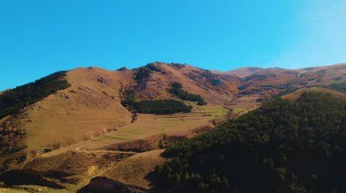 Avrupa 'da güzel renkli yoğun orman