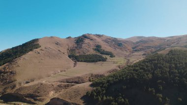 Avrupa 'da güzel renkli yoğun orman