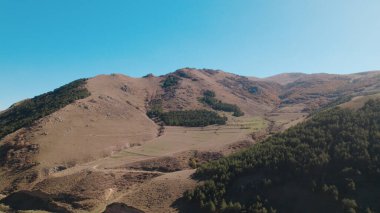 Avrupa 'da güzel renkli yoğun orman