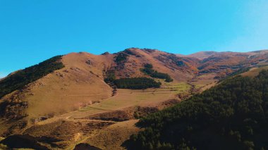 Avrupa 'da güzel renkli yoğun orman