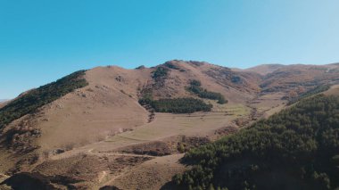Avrupa 'da güzel renkli yoğun orman