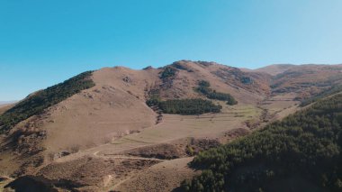 Avrupa 'da güzel renkli yoğun orman