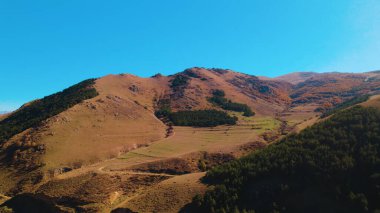 Avrupa 'da güzel renkli yoğun orman