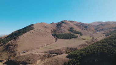 Avrupa 'da güzel renkli yoğun orman