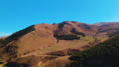 Avrupa 'da güzel renkli yoğun orman