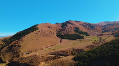 Avrupa 'da güzel renkli yoğun orman