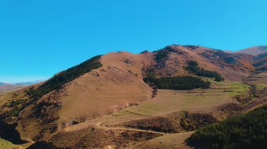 Avrupa 'da güzel renkli yoğun orman