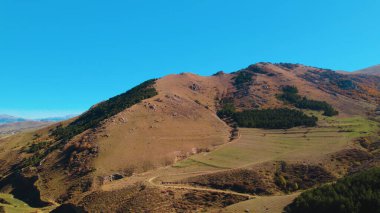 Avrupa 'da güzel renkli yoğun orman