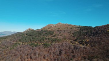 Avrupa 'da güzel renkli yoğun orman