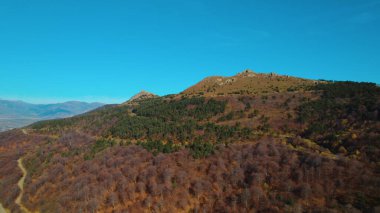 Avrupa 'da güzel renkli yoğun orman