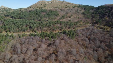 Avrupa 'da güzel renkli yoğun orman