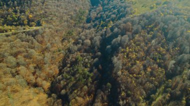 Avrupa 'da güzel renkli yoğun orman