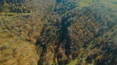 Avrupa 'da güzel renkli yoğun orman