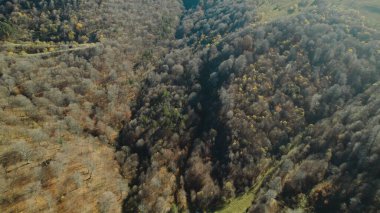 Avrupa 'da güzel renkli yoğun orman