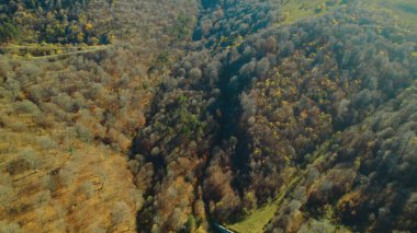 Avrupa 'da güzel renkli yoğun orman