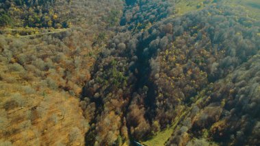 Avrupa 'da güzel renkli yoğun orman