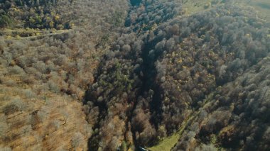 Avrupa 'da güzel renkli yoğun orman