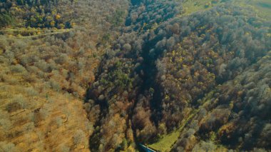 Avrupa 'da güzel renkli yoğun orman