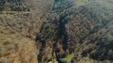 Avrupa 'da güzel renkli yoğun orman
