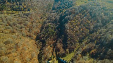 Avrupa 'da güzel renkli yoğun orman