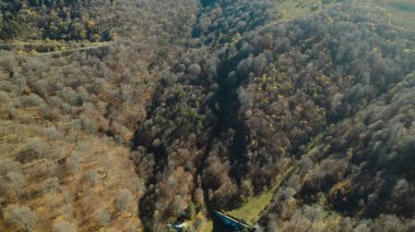 Avrupa 'da güzel renkli yoğun orman