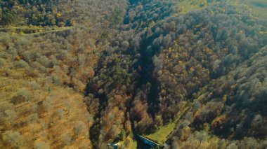 Avrupa 'da güzel renkli yoğun orman