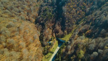 Avrupa 'da güzel renkli yoğun orman