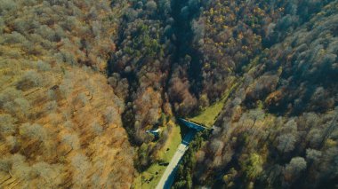Avrupa 'da güzel renkli yoğun orman