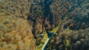 Avrupa 'da güzel renkli yoğun orman