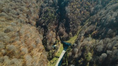 Avrupa 'da güzel renkli yoğun orman