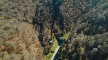 Avrupa 'da güzel renkli yoğun orman