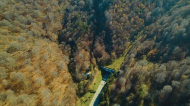 Avrupa 'da güzel renkli yoğun orman