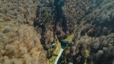 Avrupa 'da güzel renkli yoğun orman
