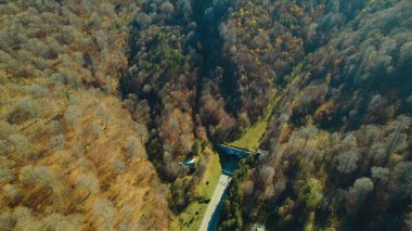 Avrupa 'da güzel renkli yoğun orman