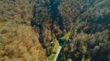 Avrupa 'da güzel renkli yoğun orman