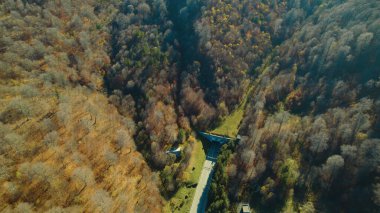 Avrupa 'da güzel renkli yoğun orman