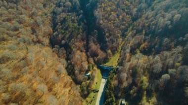 Avrupa 'da güzel renkli yoğun orman