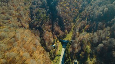 Avrupa 'da güzel renkli yoğun orman